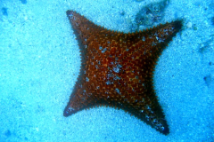 Fauna-marinha-observada-no-mergulho