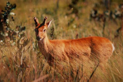 A-exuberante-fauna-do-Cerrado