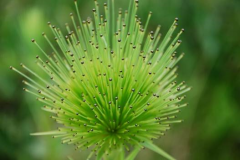 AS-flores-do-Cerrado-adaptacoes