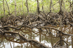 Estudos-no-manguezal-na-Ilha-do-Cardoso