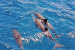 Observacao-de-golfinhos