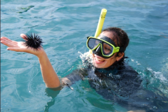 Observacao-e-estudos-da-fauna-marinha