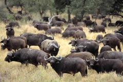 Estudo-sobre-a-introducao-e-adaptacao-de-bufalos-especie-exotica-na-Ilha-do-Marajo