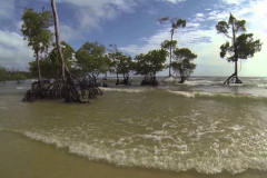 Estudos-sobre-a-influencia-da-agua-doce-na-vegetacao-das-praias-da-Ilha-do-Marajo