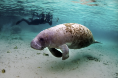Estudos-sobre-os-mamiferos-aquaticos-da-Amazonia-em-especial-o-peixe-boi