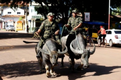 Observacao-do-uso-de-bufalos-na-Ilha-do-Marajo-para-atividades-diarias-da-populacao