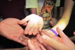 Opeliao-a-peculiar-fauna-cavernicola