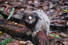 Sagui-observacao-de-fauna-local-original-da-regiao-preservacao