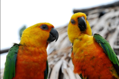 Observacao-de-aves-locais