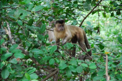 observacao-de-primatas