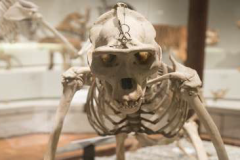 Estudos-sobre-a-evolucao-dos-primatas-e-da-especie-humana