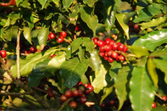 A-observacao-direta-do-fruto-do-cafeeiro