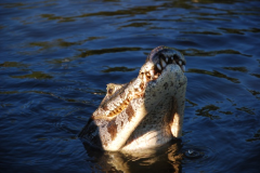 Fauna-de-rios-do-Pantanal-Jacares