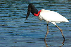 Fauna-de-rios-do-Pantanal-Tuiuiu