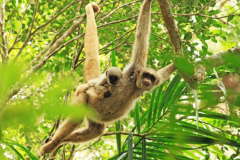 PARNASO-observacao-de-Fauna-Muriqui