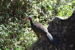 PARNASO-observacao-de-Fauna-Mutum