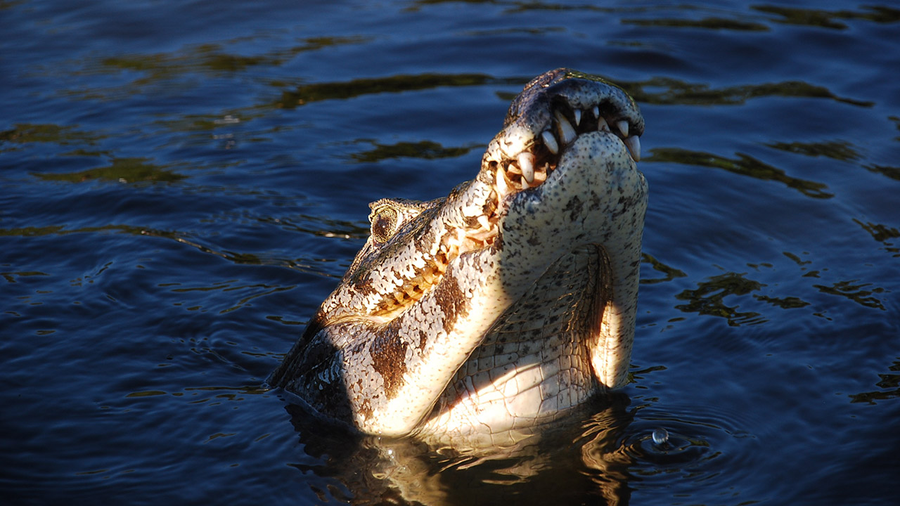 No momento, você está visualizando Pantanal e Chapada dos Guimarães