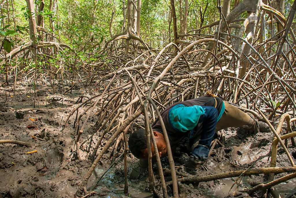 Catador de caranguejo em mangue no Delta do Parnaíba | Crab collector in mangrove in the Parnaíba Delta

LOCAL: Araioses, Maranhão, Brasil
DATE: 10/2007
©Palê Zuppani